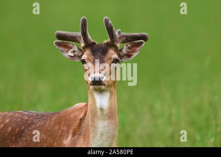 Fallow deer (Cervus dama), jeune homme, animal portrait, Allemagne Banque D'Images