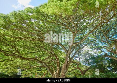 Arbres dans le Jardin botanique de Waimea Waimea Valley, Île hawaïenne, Oahu, O'ahu, Hawaii, l'Aloha State, USA Banque D'Images