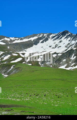 Des moutons paissant sur les pentes de la chaîne de montagnes du Caucase. Kazbegi, région de la Géorgie. Caucase Banque D'Images