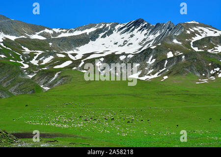 Des moutons paissant sur les pentes de la chaîne de montagnes du Caucase. Kazbegi, région de la Géorgie. Caucase Banque D'Images