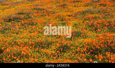 Californie jaune (Lasthenia californica) et orange coquelicots de Californie (Eschscholzia californica) dans le pré, Antelope Butte, Antelope Valley California Poppy, California, USA Banque D'Images