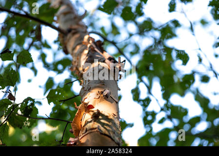 Vu LANTERNFLY LYCORMA DELICATULA) ADULTES (SUR LA RIVIÈRE BIRCH TREE, NEW YORK Banque D'Images