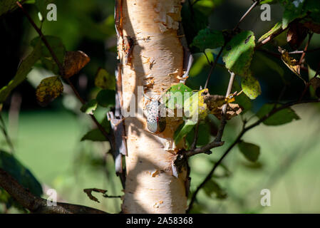 Vu LANTERNFLY LYCORMA DELICATULA) ADULTES (SUR LA RIVIÈRE BIRCH TREE, NEW YORK Banque D'Images