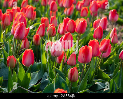 Close-up shot de tulipes rouges dans le champ, Sint Maartensvlotbrug, Hollande du Nord, Pays-Bas Banque D'Images