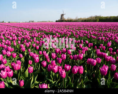 Paysage avec champ de tulipes roses, Het Zand, Hollande du Nord, Pays-Bas Banque D'Images