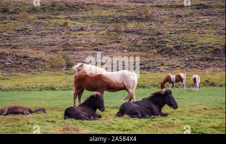 Islande chevaux paissent dans un pré Nature pure Banque D'Images