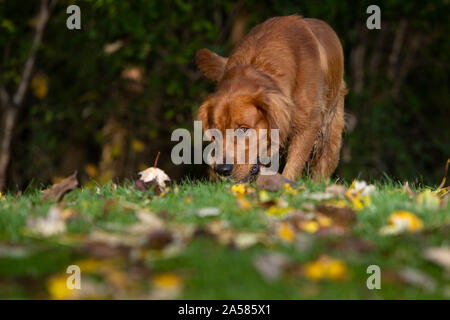 Un golden retriever dog sniffing l'herbe. Banque D'Images