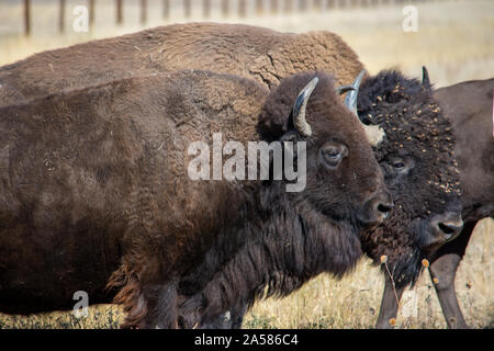 Bison d'Amérique Banque D'Images