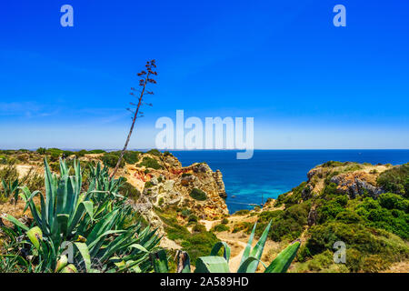 Vue sur littoral avec agave aloe vera à côté de Lagos, Portugal Banque D'Images