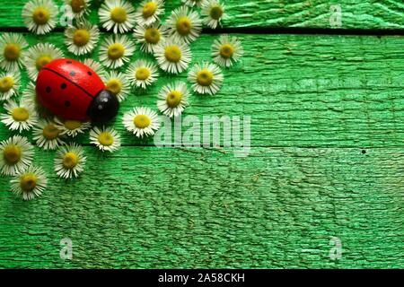 La photo montre une coccinelle et fleurs sur les cartes vertes. Banque D'Images