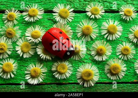 La photo montre une coccinelle et fleurs sur les cartes vertes. Banque D'Images