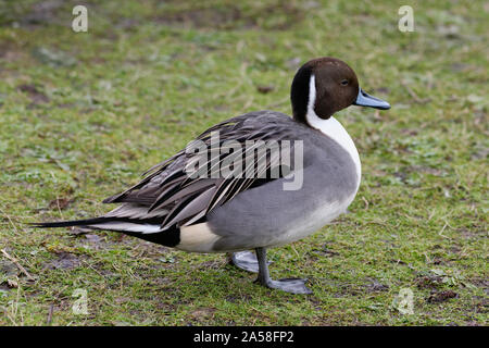 Canard pilet - Anas acuta canard mâle sur l'herbe Banque D'Images