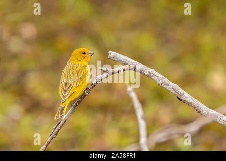 Saffron Finch sur la perche Banque D'Images
