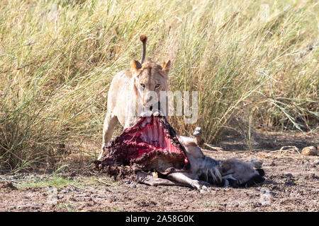 Lion mâle juvénile fait glisser la demeure d'un des gnous tuer dans le couvercle de l'herbe longue. Le Parc national Amboseli, au Kenya. Banque D'Images