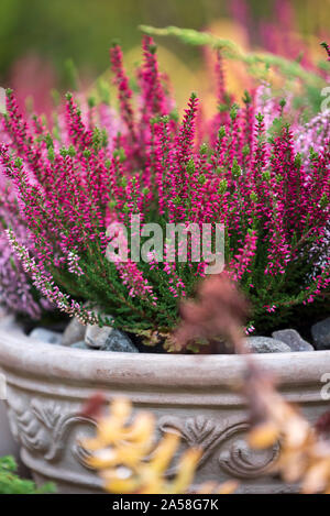 Bruyère commune, Calluna vulgaris, dans la région de pot de fleurs, l'automne dans le jardin, selective focus et peu profondes 6 Banque D'Images