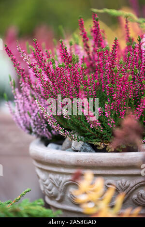 Bruyère commune, Calluna vulgaris, dans la région de pot de fleurs, l'automne dans le jardin, selective focus et peu profondes 6 Banque D'Images