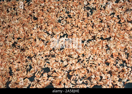 Close-up de crevettes (crevettes) sécher sur les rues de Mexcaltitán, Nayarit, Mexique. La pêche à la crevette est la principale industrie de l'Île-village Banque D'Images