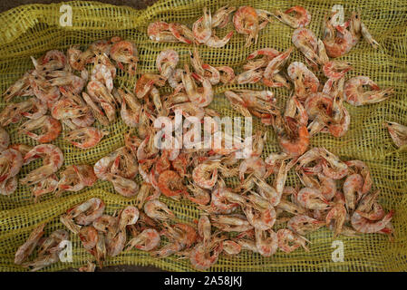 Close-up de crevettes (crevettes) sécher sur les rues de Mexcaltitán, Nayarit, Mexique. La pêche à la crevette est la principale industrie de l'Île-village Banque D'Images