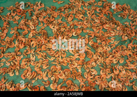 Close-up de crevettes (crevettes) sécher sur les rues de Mexcaltitán, Nayarit, Mexique. La pêche à la crevette est la principale industrie de l'Île-village Banque D'Images