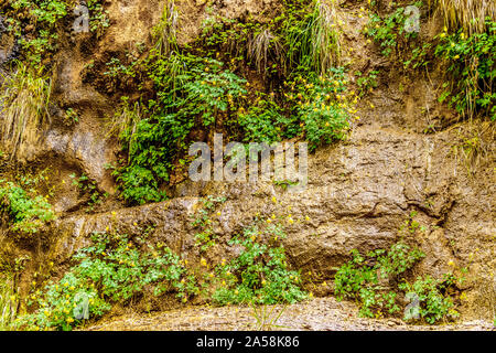 La floraison des plantes Columbine dans les jardins suspendus sur les montagnes de grès sur la promenade dans le parc national de Zion, Utah, États-Unis Banque D'Images