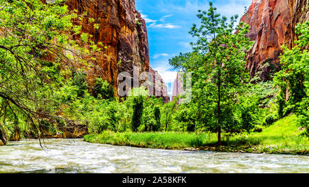 L'embranchement nord de la Virgin River Canyon et le mystère à la passe qu'il taillé dans les montagnes de grès de Zion National Park Banque D'Images