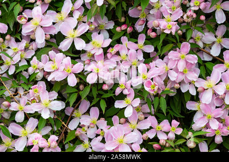 Mountain clematis (Clematis montana) texture Banque D'Images