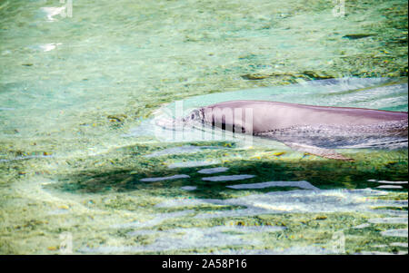 Dolphin flottant dans le lagon turquoise de Moorea, Polynésie Française Banque D'Images