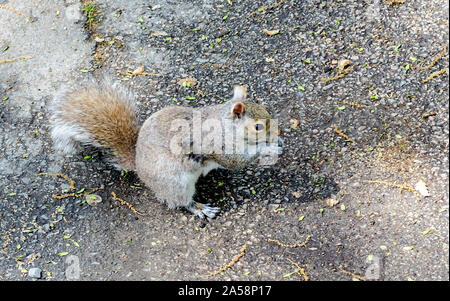 Squirrel manger paisiblement un gland dans le Jardin Public de Boston, USA Banque D'Images