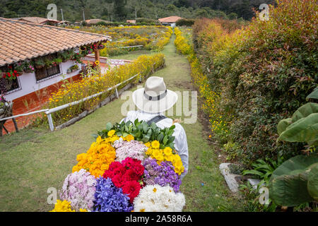 Silletero fleur, agriculteur, Finca, silletera, ferme, Vereda Barro Blanco, secteur El Rosario, Medellín, Colombie Banque D'Images