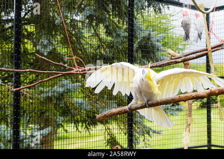 Perroquet Cookatoo à crête jaune Vue rapprochée montrant plume blanche tête jaune yeux plumes bec et plumes - l'affichage aux ailes déployées Banque D'Images