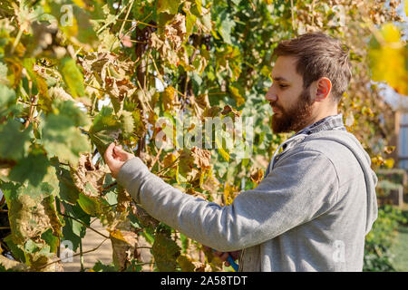 L'homme examinant les raisins de vin au cours de la vendange. Processus d'élaboration de la vigne. L'Oidium traitement, sélection d'engrais pour les raisins. Cabernet Sauvignon Banque D'Images