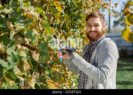 L'homme venu de la récolte des raisins noirs sur vigne. Man picking vigneron vendanges d'automne pour l'élaboration du vin dans le vignoble. Cabernet Sauvignon, Merlot, Pinot Banque D'Images