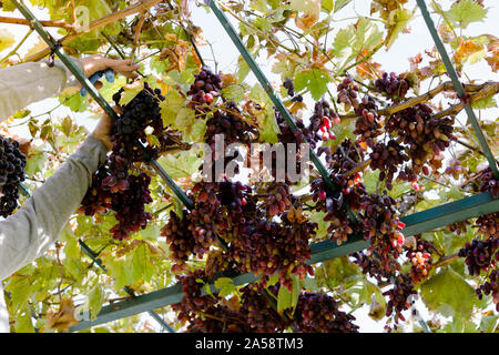 L'homme venu de la récolte des raisins rouges sur vigne. Man picking vigneron vendanges d'automne pour l'alimentation ou la production de vin dans le vignoble. Raisins rouges sans pépins Banque D'Images