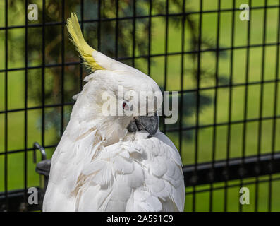 Perroquet Cookatoo à crête jaune Vue rapprochée montrant plume blanche yeux plumes de la tête jaune et le bec Banque D'Images