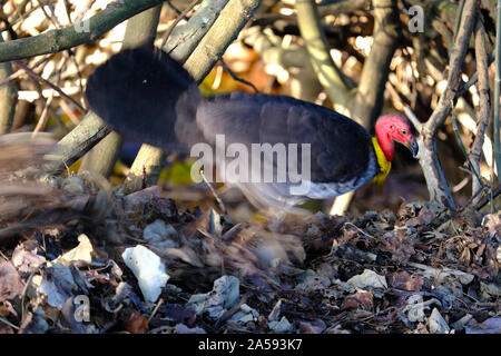 Australian bush turquie rayures dans les feuilles dans le sud du Queensland en Australie Banque D'Images