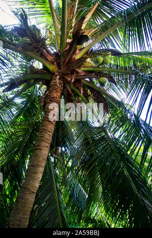 Regardant les cocotiers. Cette photo a été prise lors d'un voyage au centre du Vietnam, l'automne de 2019. Banque D'Images