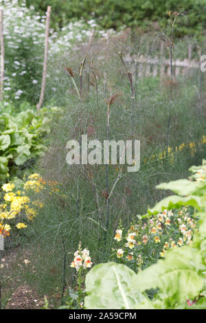 De plus en plus de fenouil bronze dans le jardin. Banque D'Images