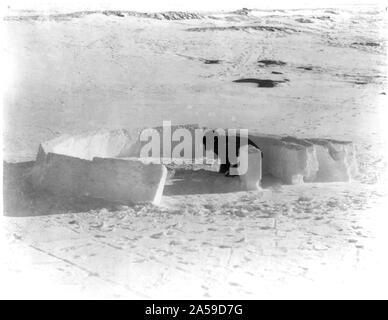 Construire un igloo eskimo ; terminer la première couche de blocs de glace 1920-1930 Banque D'Images