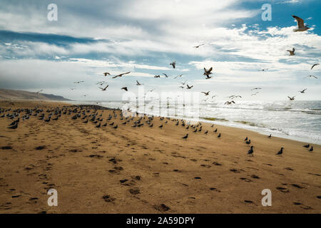 Colonie de mouettes sur la plage, flock of seagulls en vol Banque D'Images