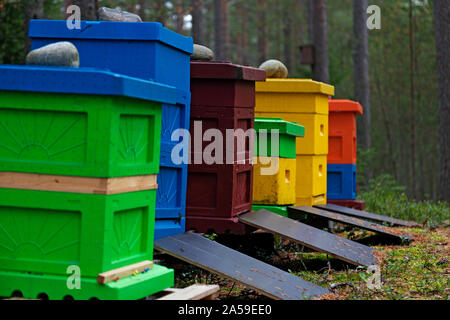 Ruches en différentes couleurs debout dans une ligne dans la forêt près de la Umedalen Banque D'Images