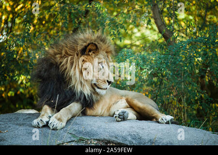 lion mâle posé sur un gros rocher Banque D'Images