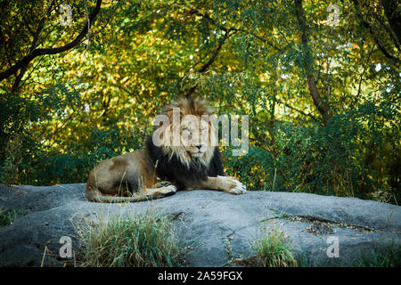 lion mâle posé sur un gros rocher Banque D'Images