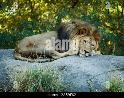 lion mâle posé sur un gros rocher Banque D'Images