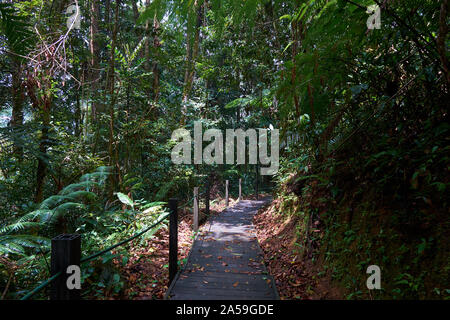 Marcher le long d'un sentier nature dense avec passerelle en bois au soleil pommelé dans Fraser's Hill, la Malaisie. Banque D'Images