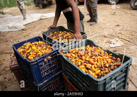 Siwa, Égypte. 17 Oct, 2019. Un travailleur agricole prépare remplies avec dates fraîchement cueillis pour être transportés durant la saison des récoltes pour l'Egypte l'oasis de Siwa. Credit : Gehad Hamdy/dpa/Alamy Live News Banque D'Images