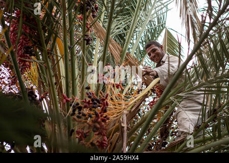 Siwa, Égypte. 17 Oct, 2019. Un travailleur agricole picks date d'un palmier pendant la saison des récoltes pour l'Egypte l'oasis de Siwa. Credit : Gehad Hamdy/dpa/Alamy Live News Banque D'Images