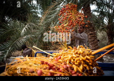 Siwa, Égypte. 17 Oct, 2019. Un travailleur agricole fraîchement cueillies sur les dates de chargement d'un véhicule pendant la saison des récoltes pour l'Egypte l'oasis de Siwa. Credit : Gehad Hamdy/dpa/Alamy Live News Banque D'Images