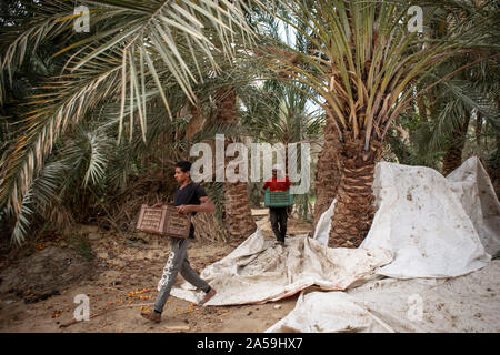 Siwa, Égypte. 17 Oct, 2019. Transporter les travailleurs agricoles ont été remplies avec dates fraîchement cueillis pour être transportés durant la saison des récoltes pour l'Egypte l'oasis de Siwa. Credit : Gehad Hamdy/dpa/Alamy Live News Banque D'Images