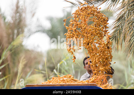 Siwa, Égypte. 17 Oct, 2019. Un travailleur agricole fraîchement cueillies sur les dates de chargement d'un véhicule pendant la saison des récoltes pour l'Egypte l'oasis de Siwa. Credit : Gehad Hamdy/dpa/Alamy Live News Banque D'Images