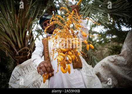 Siwa, Égypte. 17 Oct, 2019. Un travailleur agricole détient une touffe dates fraîchement cueillis durant la saison des récoltes pour l'Egypte l'oasis de Siwa. Credit : Gehad Hamdy/dpa/Alamy Live News Banque D'Images